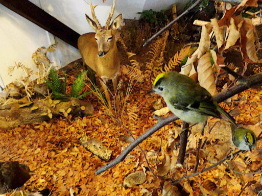 Blick in das Diorama