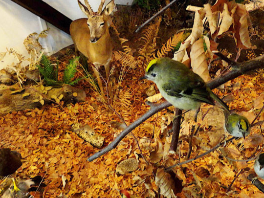 Ausstellung Biosphärenreservat