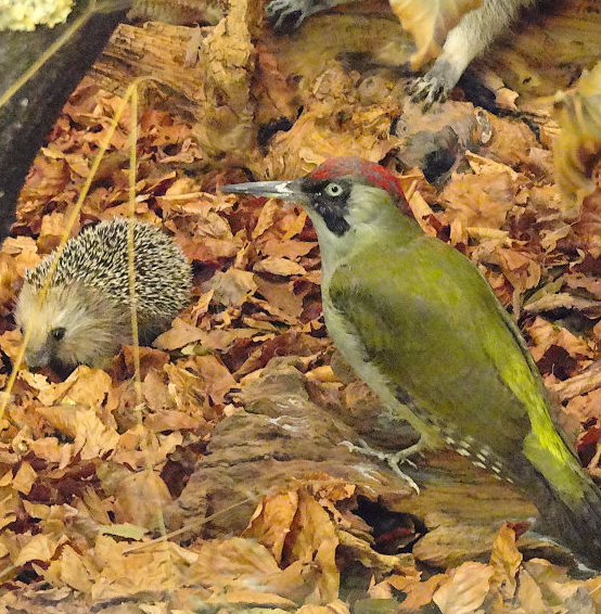 Igel und Grünspecht