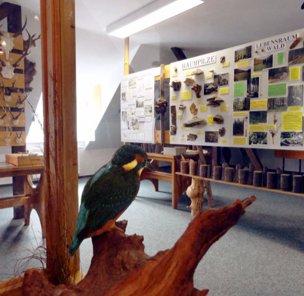 Blick über den Eisvogel in die Ausstellung