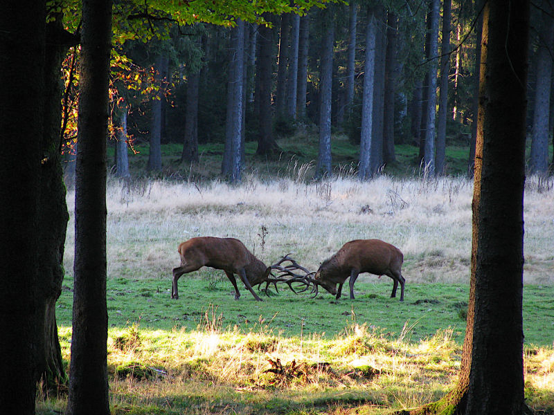 Kampf der Rothirsche