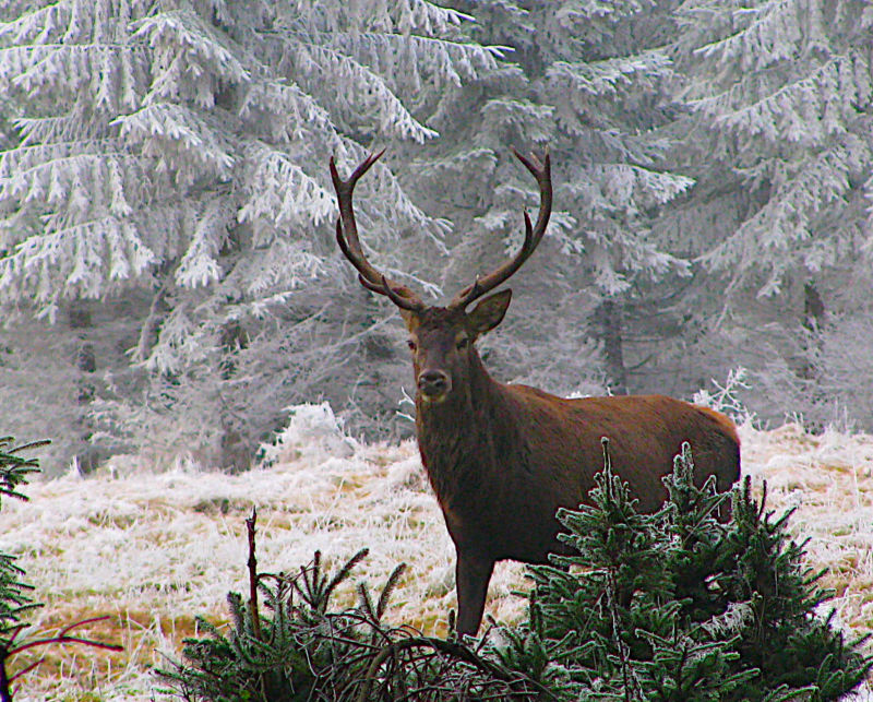 Es wird Winter am Wildbeobachtungspunkt